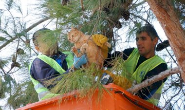 Sokak Kedisi İçin Seferber Oldular