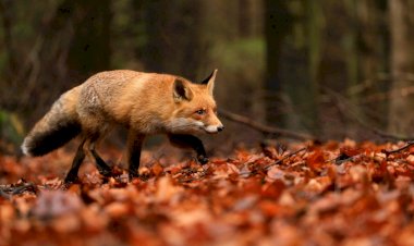 Kuduzla Mücadele Başlıyor
