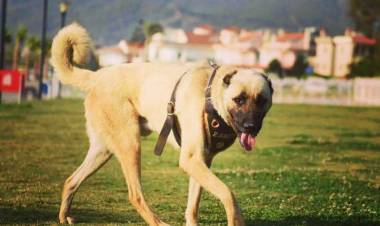 O Kangal Artık Zabıta Müdürlüğü Hizmetinde
