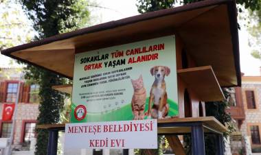 Sokaklar Tüm Canlıların Ortak Yaşam Alanıdır