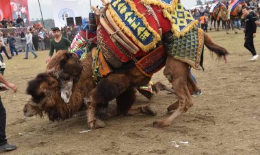 Milas'ta Yılın İlk Deve Güreşi