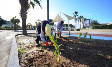 Turgutreis Gazi Mustafa Kemal Bulvarı’nda Ağaçlandırma Çalışmaları Sürüyor