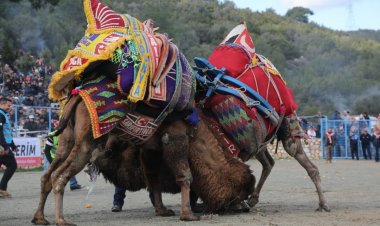 Yılın İlk Deve Güreşi Festivali Bodrum'da