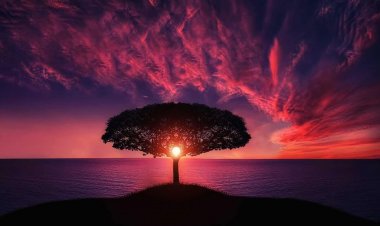 54 Bin 196 Ağacın Kesilmesi Önlendi